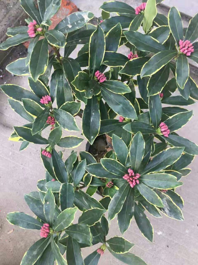 盆栽花卉金边瑞香五年苗3年苗也有包邮包活