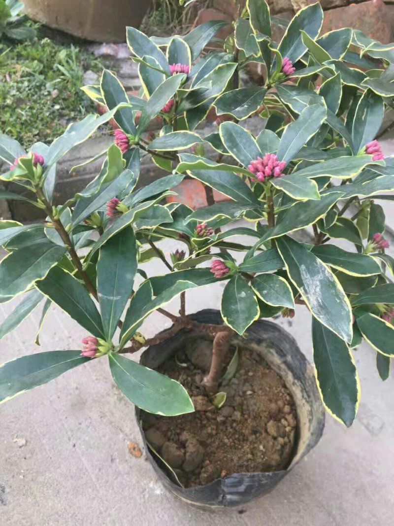 盆栽花卉金边瑞香五年苗3年苗也有包邮包活