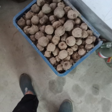 今年新收获的麽芋种子，正在销售中