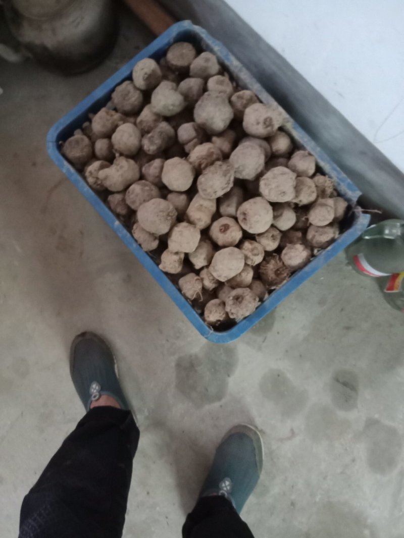 今年新收获的麽芋种子，正在销售中