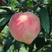 中华寿桃桃树苗晚熟冬桃个大高产耐储存包品种