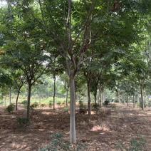 近期栾树绿化园林10公分12公分15公分栾树价格
