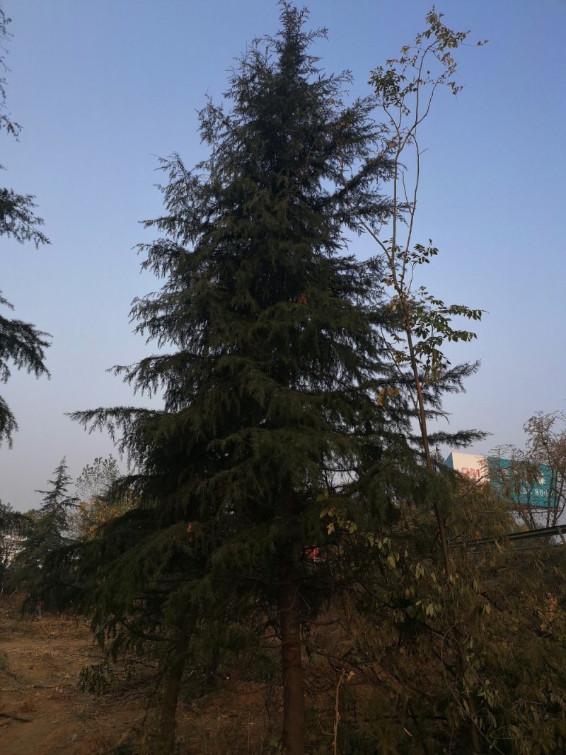 直销绿化苗雪松苗雪松树苗圣诞松树小苗规格齐全关注实地看苗