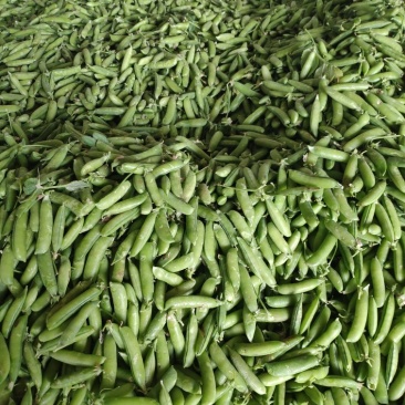豌豆荚