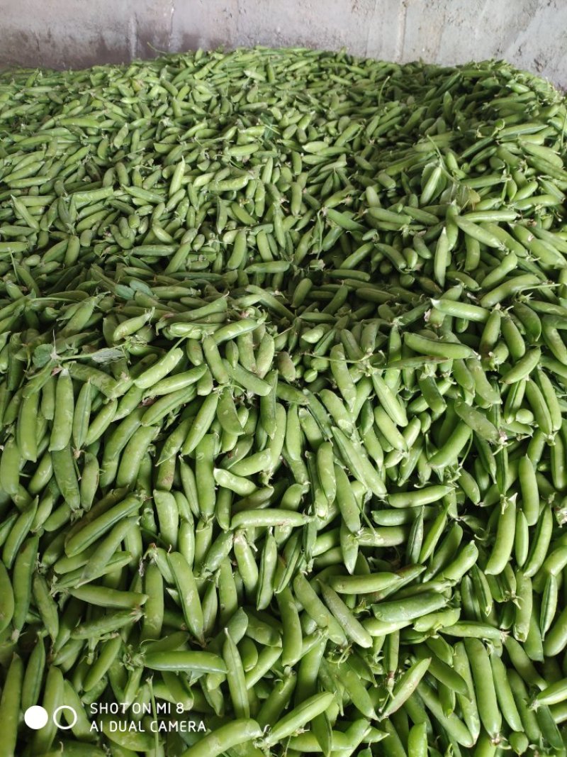 豌豆荚