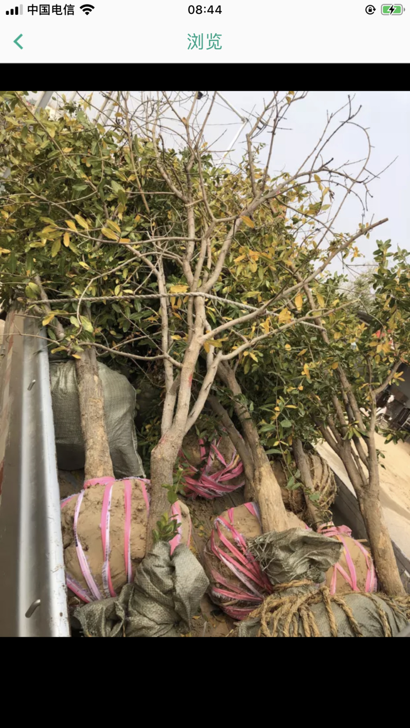 黑寡妇石榴苗黑宝石苗黑美人石榴树软籽石榴树苗