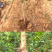黑寡妇石榴苗黑宝石苗黑美人石榴树软籽石榴树苗
