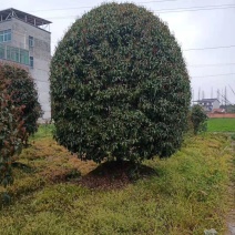 桂花树苗精品球型四季桂丹桂金桂嫁接盆栽庭院养植带花植物