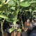 泰国红宝石泰国红心青柚子苗泰国红宝石柚子苗包邮