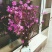 干花杜鹃花60-80厘米高见水就活