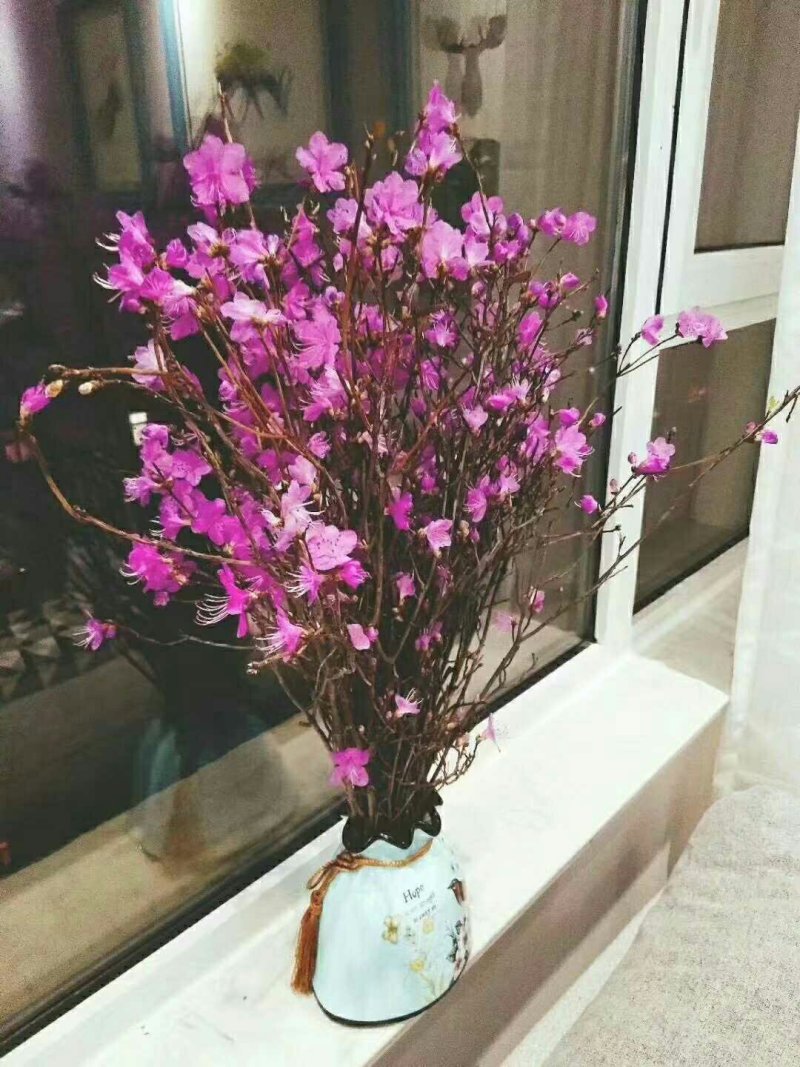 干花杜鹃花60-80厘米高见水就活
