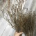 干花杜鹃花60-80厘米高见水就活