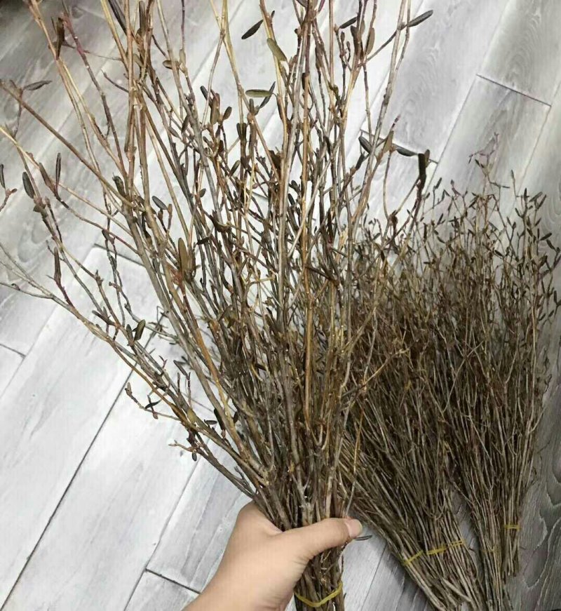 干花杜鹃花60-80厘米高见水就活
