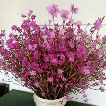 干花杜鹃花60-80厘米高见水就活