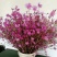 干花杜鹃花60-80厘米高见水就活