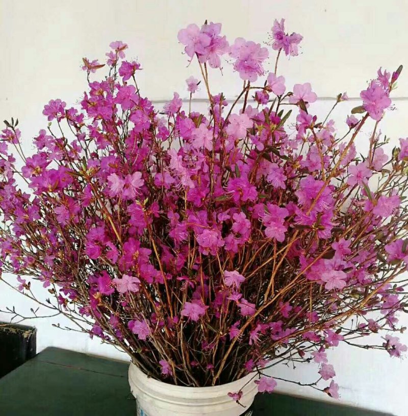 干花杜鹃花60-80厘米高见水就活