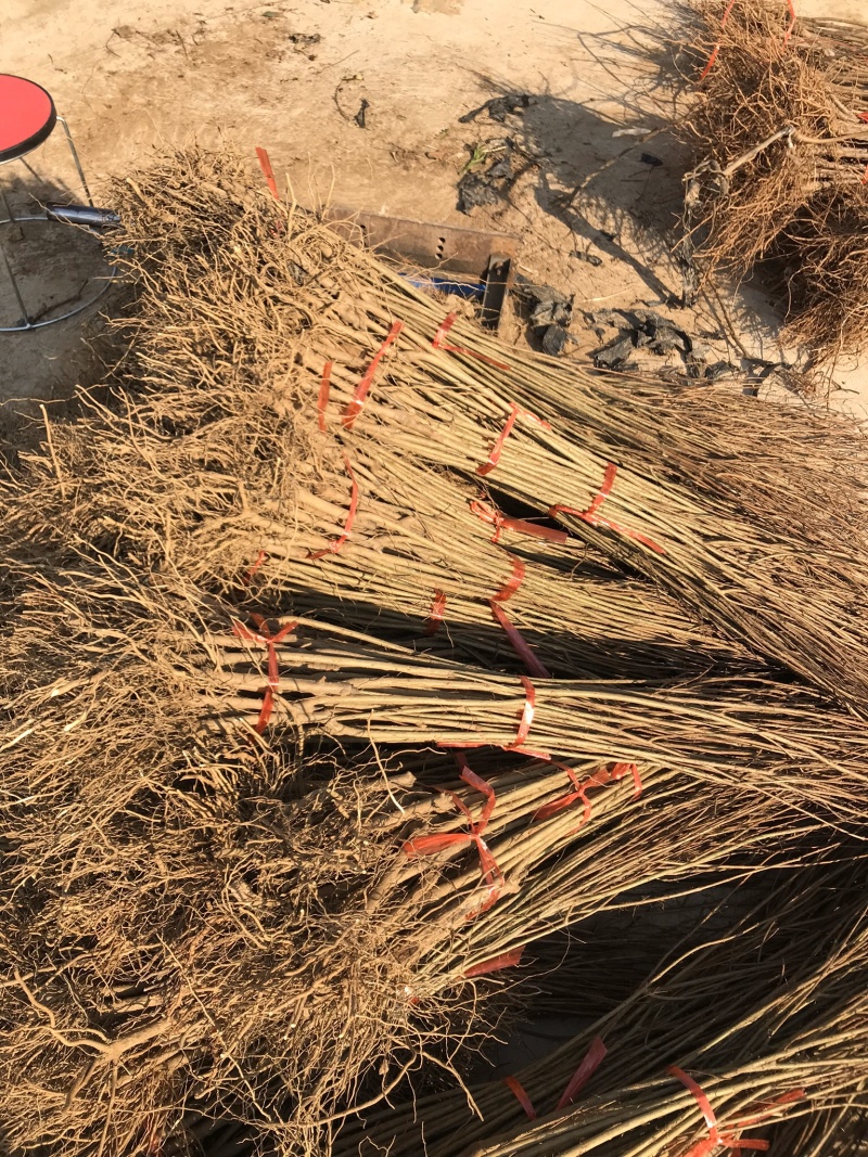 果树苗三白石榴树苗三白甜石榴苗白皮白花软籽石榴树苗