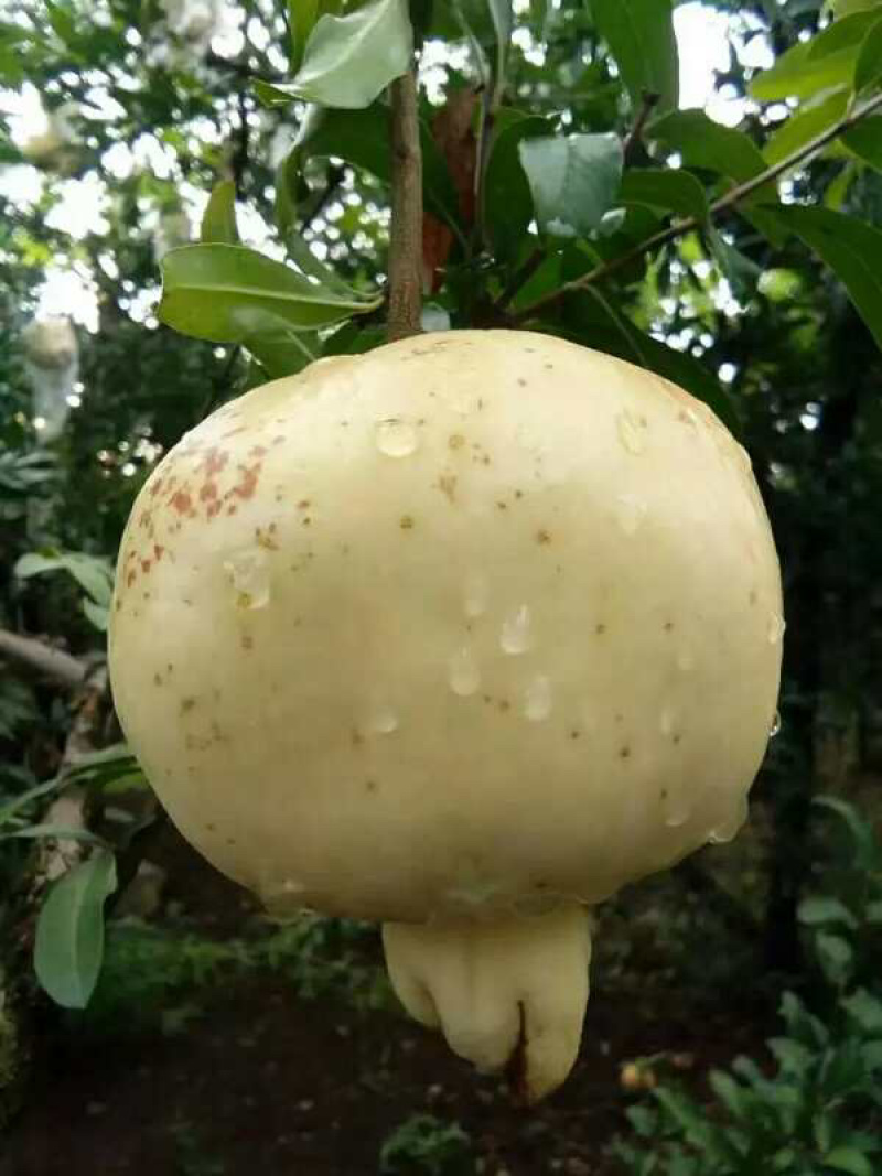 果树苗三白石榴树苗三白甜石榴苗白皮白花软籽石榴树苗