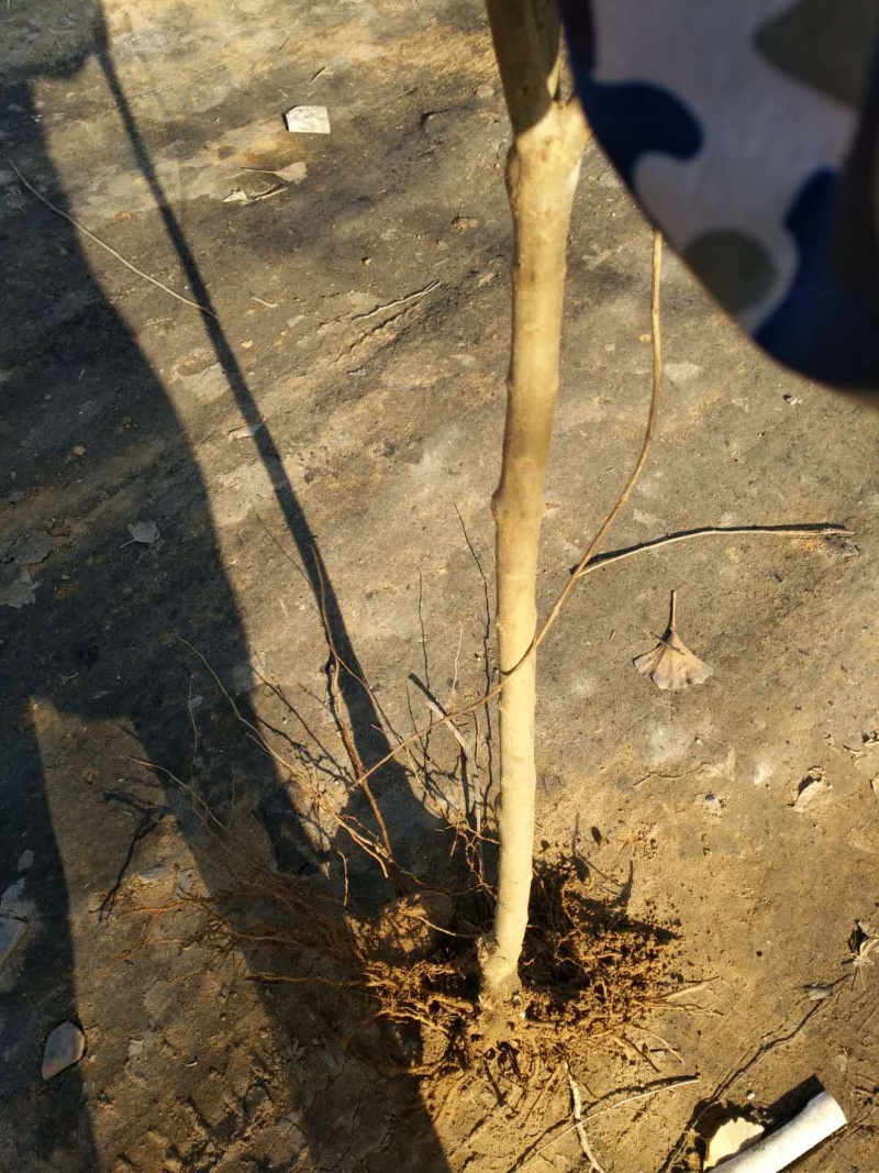 果树苗三白石榴树苗三白甜石榴苗白皮白花软籽石榴树苗