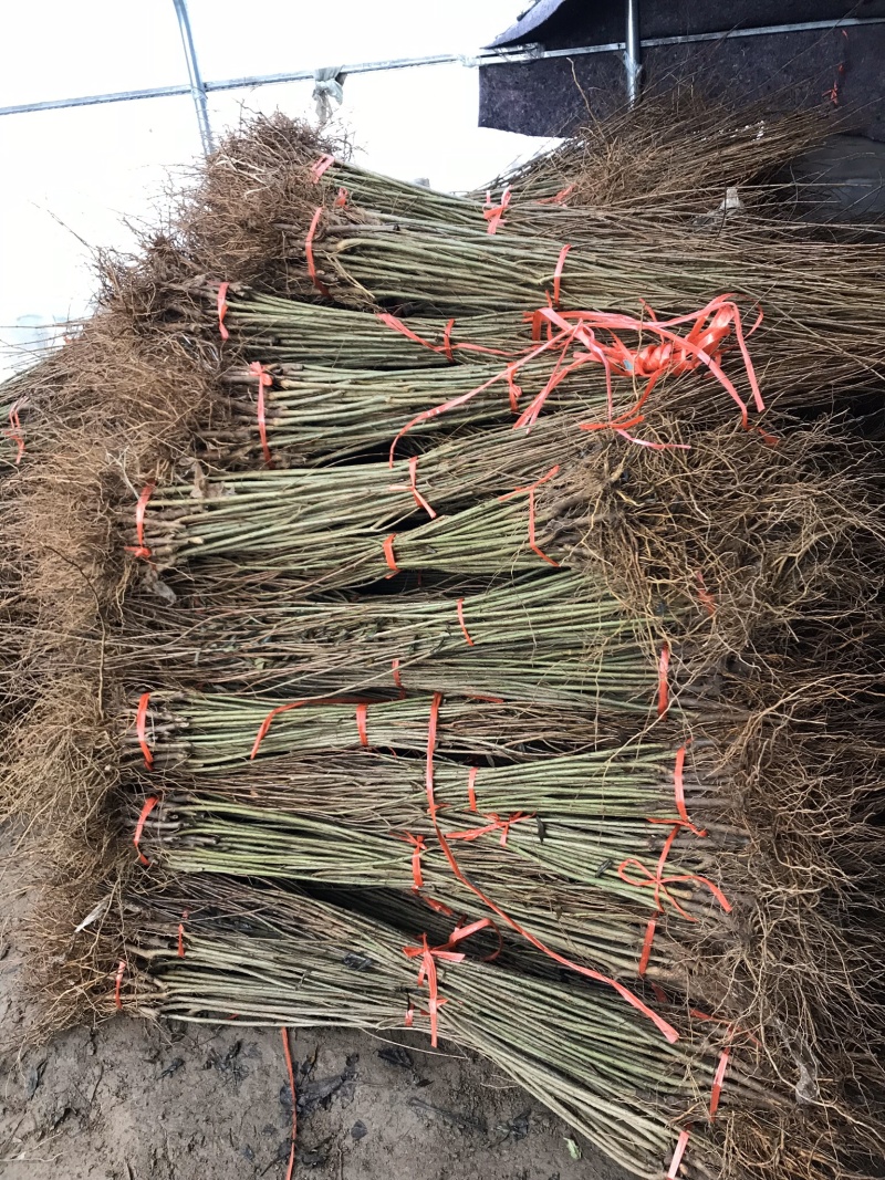 果树苗三白石榴树苗三白甜石榴苗白皮白花软籽石榴树苗