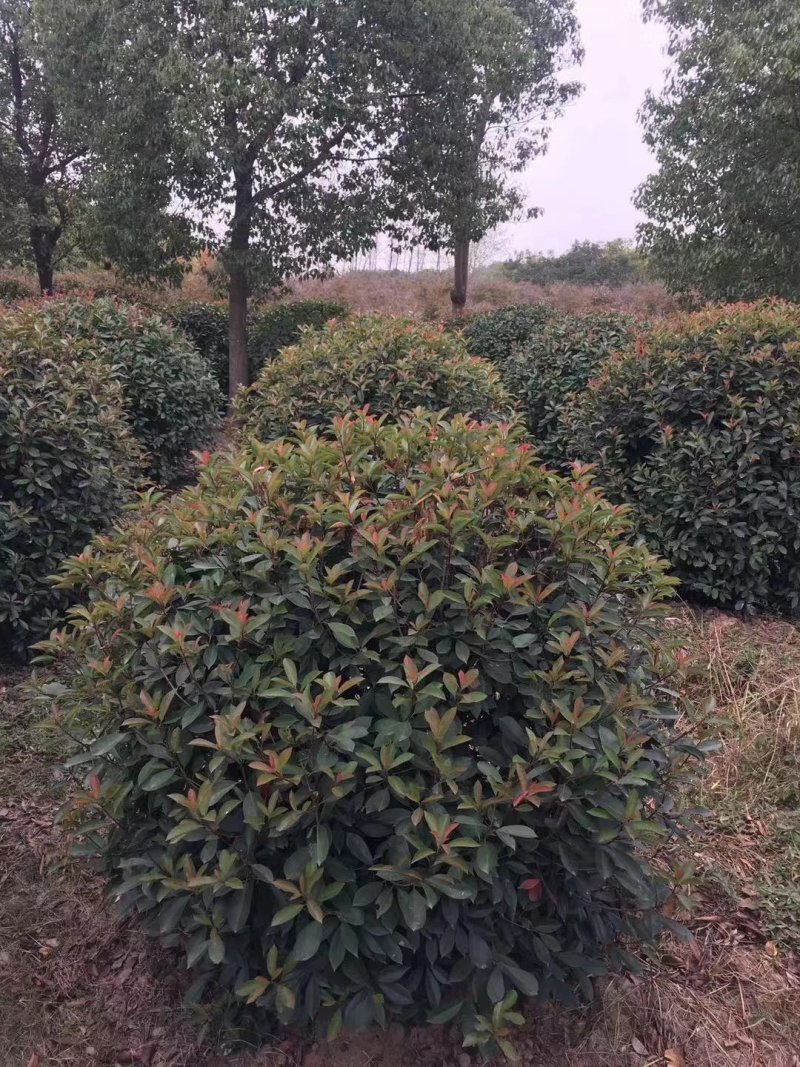 （有好货）红叶石楠球红叶石楠树苗红叶石楠小苗四季庭