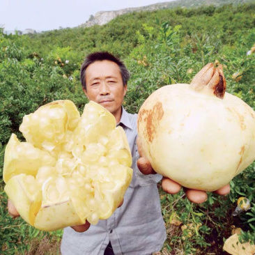 果树苗三白石榴树苗三白甜石榴苗白皮白花软籽石榴树苗