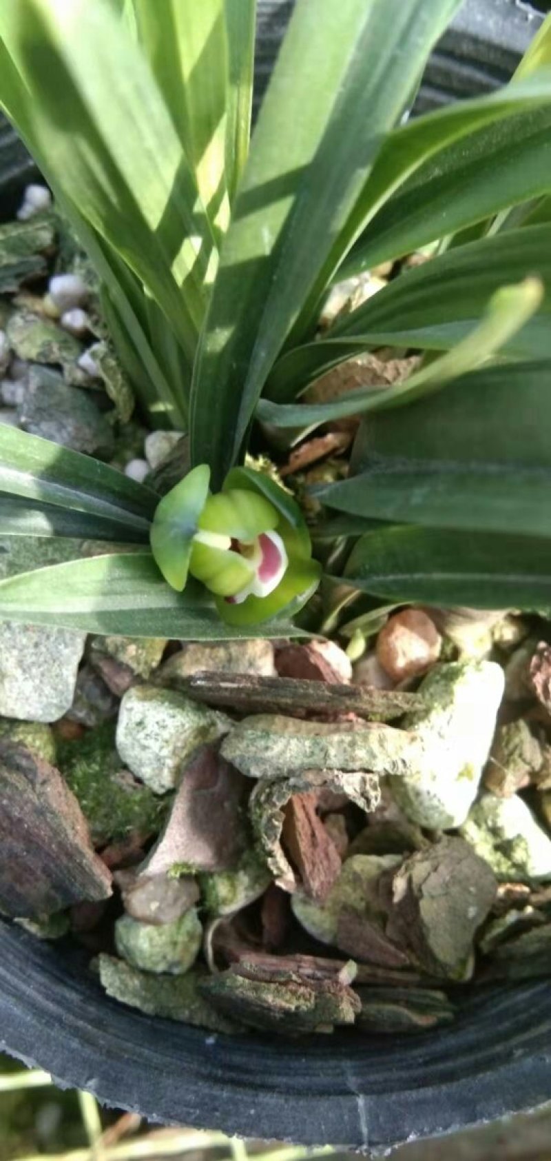 漂亮的春兰玉玲珑