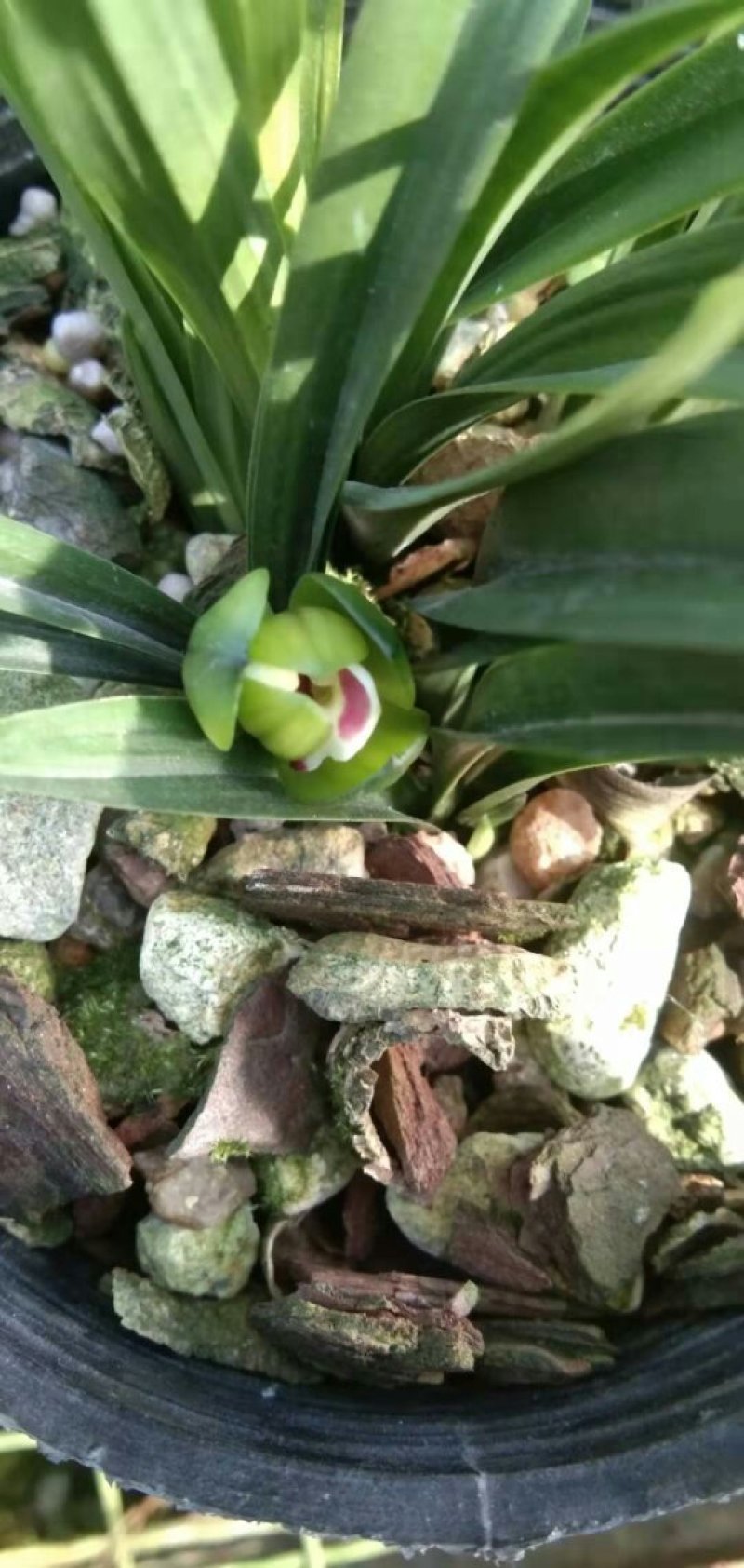 漂亮的春兰玉玲珑
