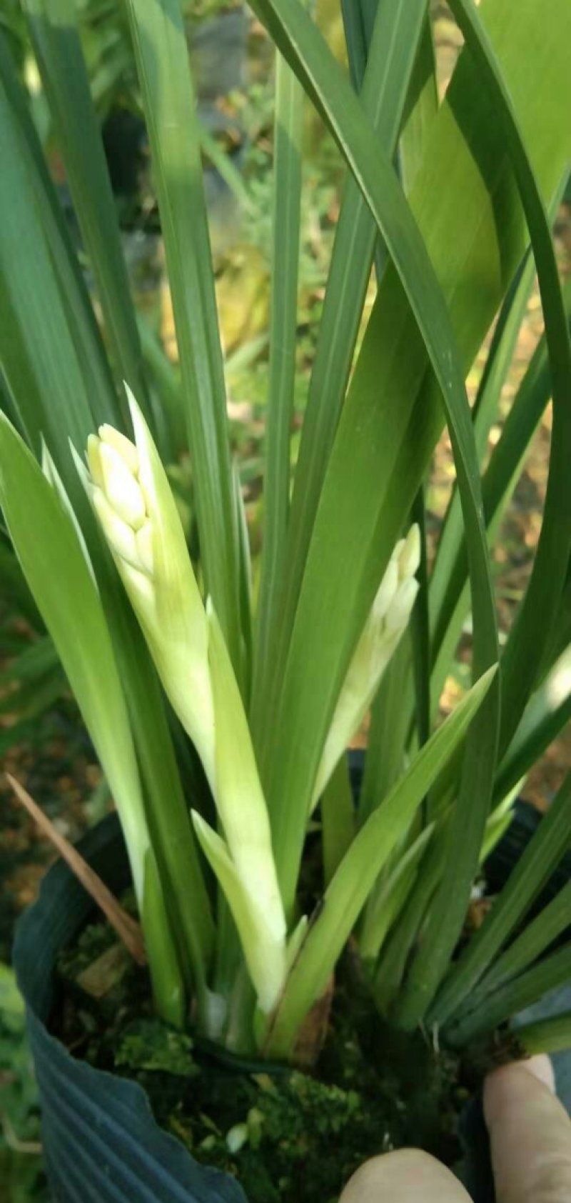 漂亮的兰花白小姐