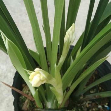 漂亮的兰花白小姐