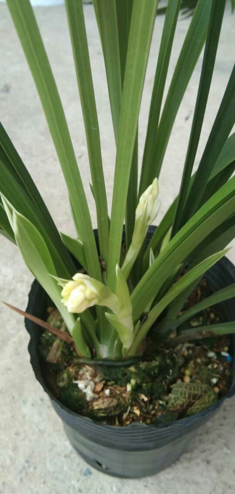 漂亮的兰花白小姐
