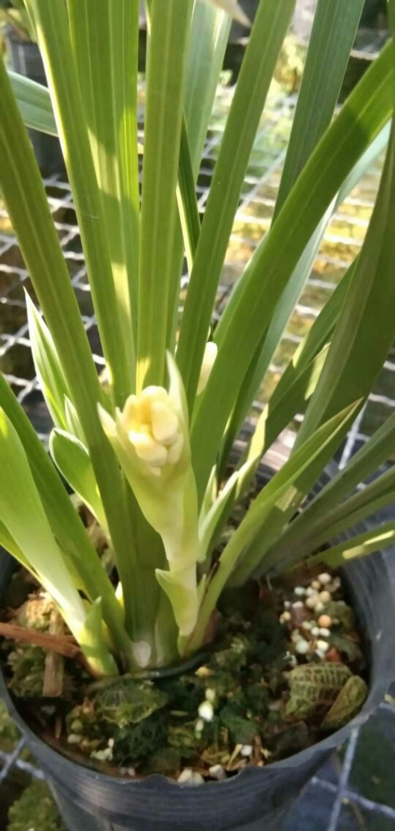 漂亮的兰花白小姐