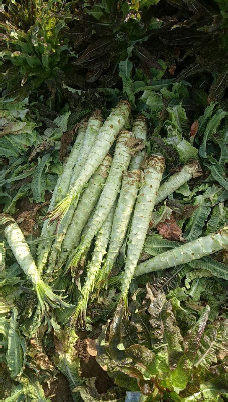 云南莴笋，大量上市了，谢谢老板提前订货。