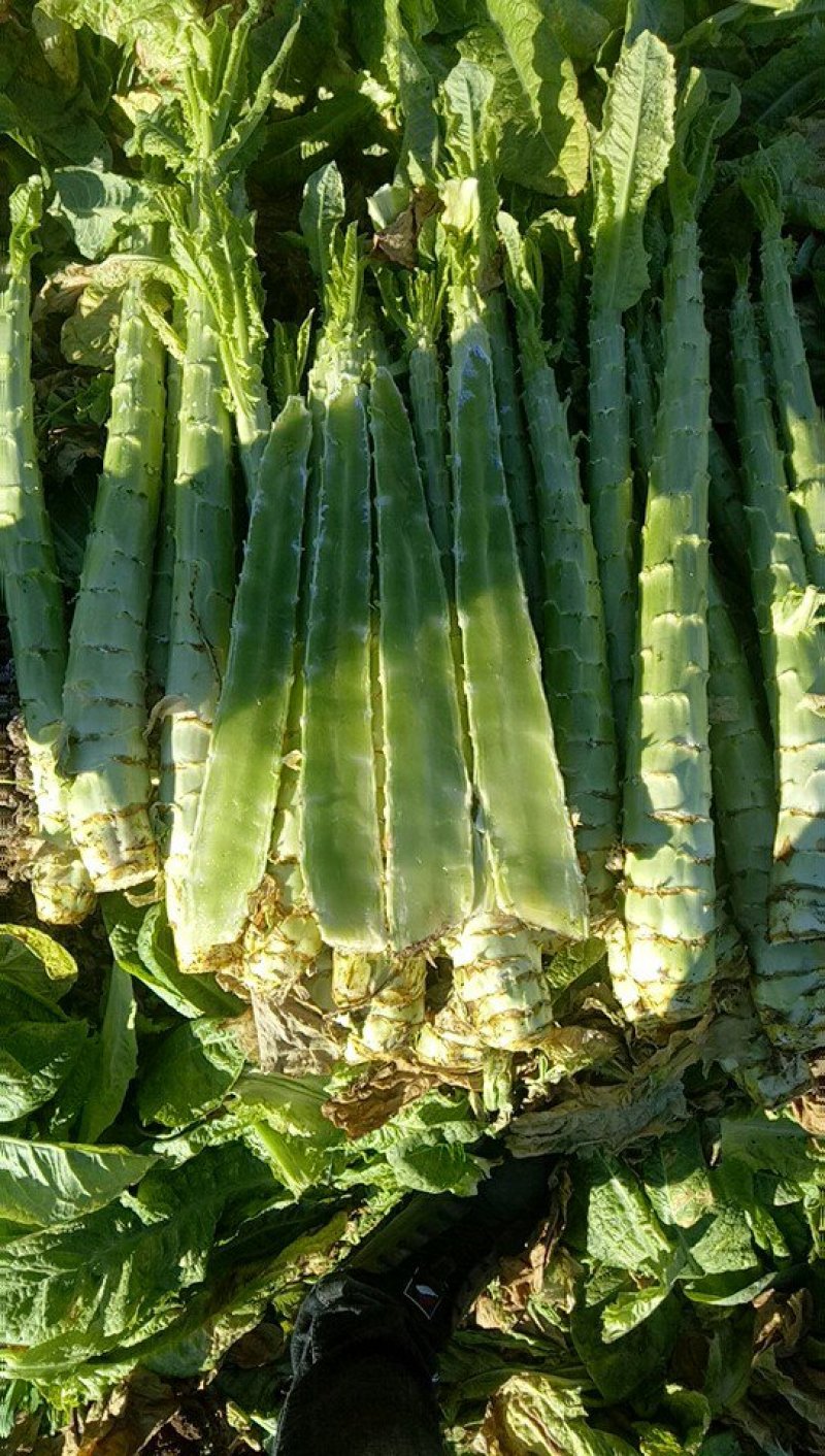 云南莴笋，大量上市了，谢谢老板提前订货。