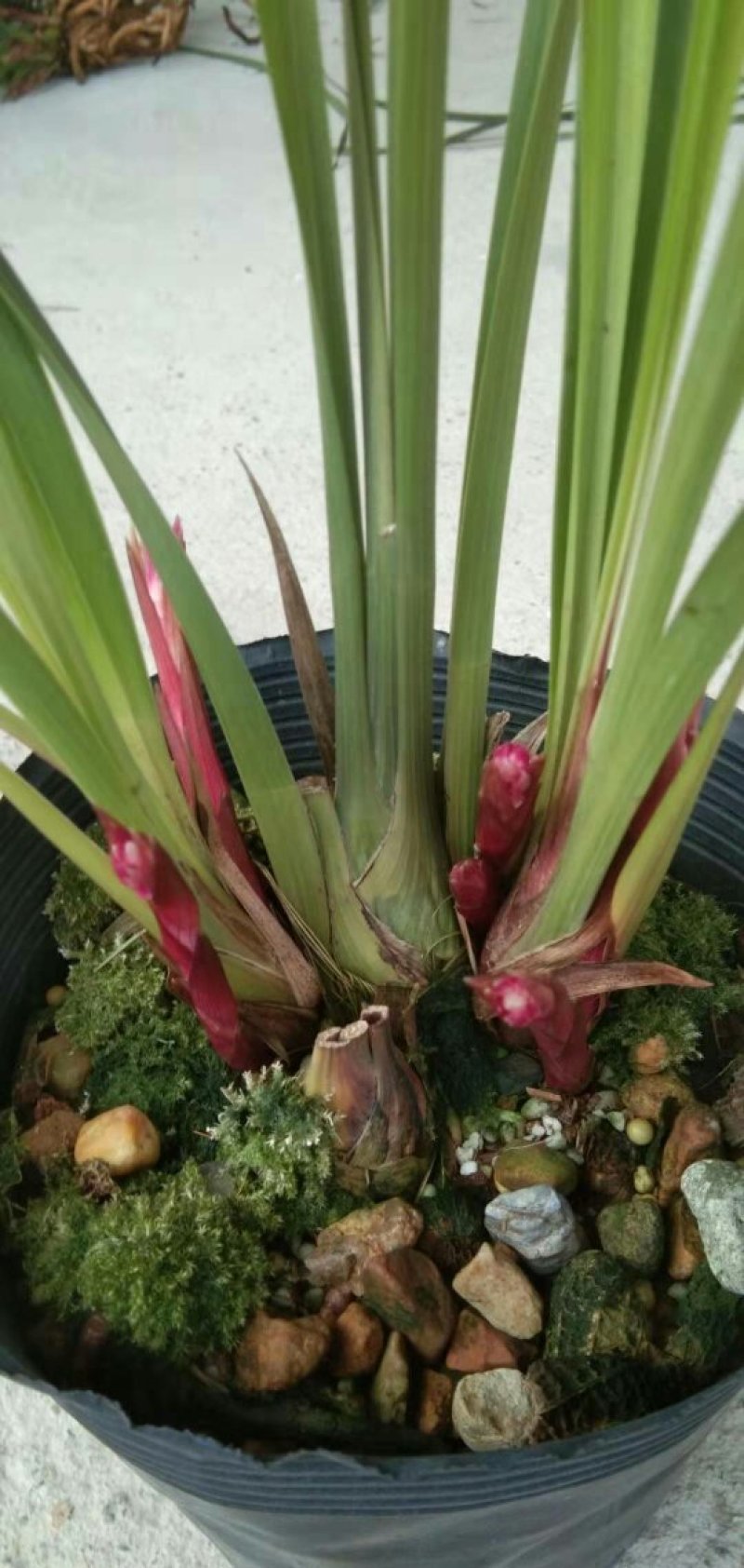 漂亮的兰花
