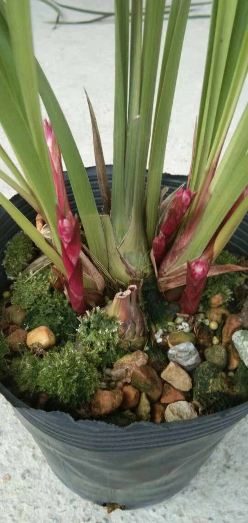 漂亮的兰花