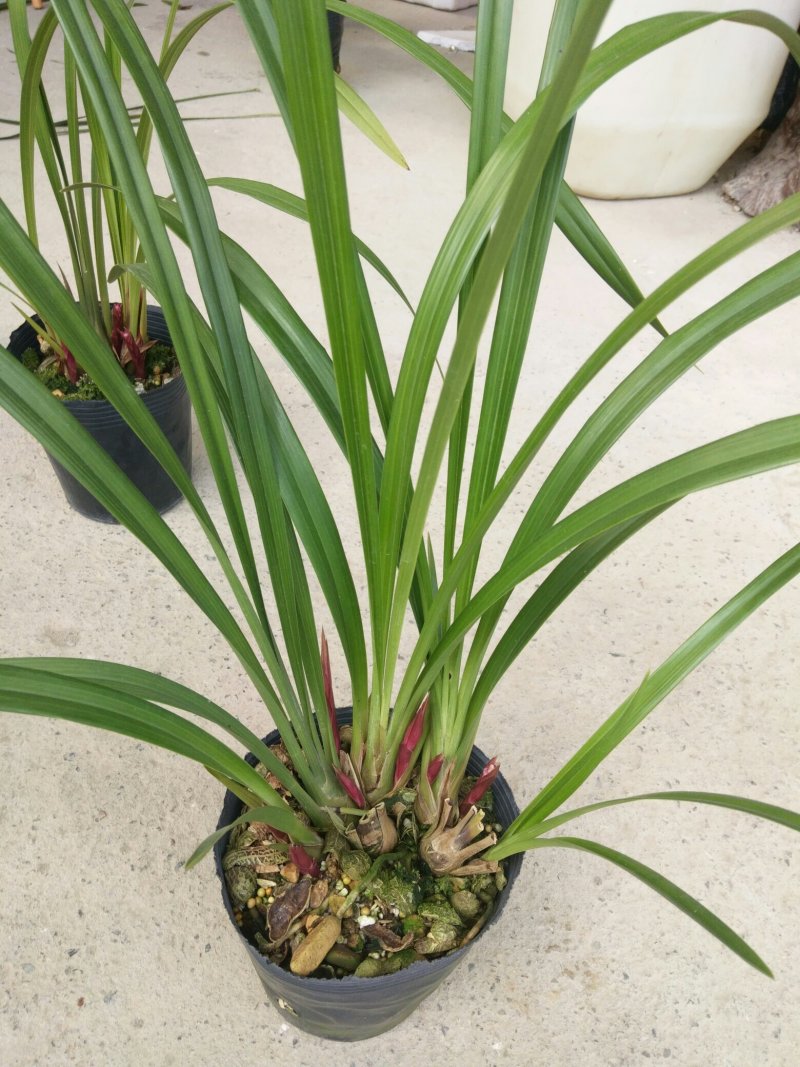 漂亮的兰花