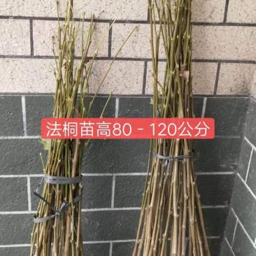 法桐法桐苗法桐小苗法桐树法桐小树法国梧桐