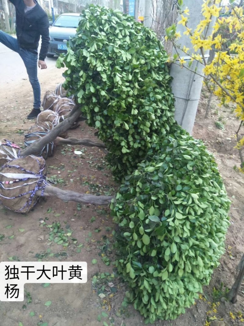 独干大叶黄杨球价格便宜，树形优美