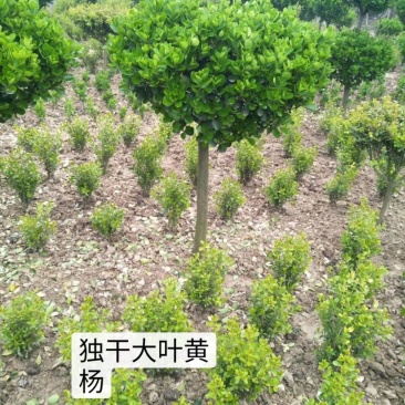 独干大叶黄杨球价格便宜，树形优美