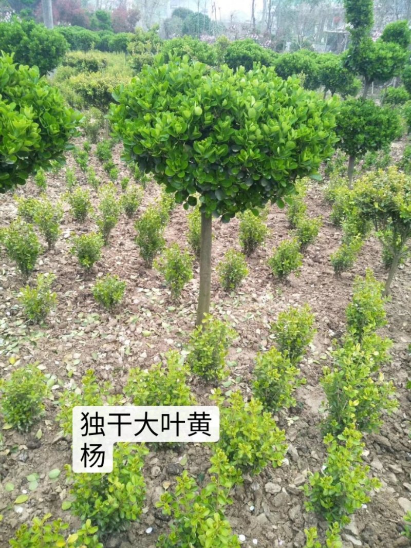 独干大叶黄杨球价格便宜，树形优美