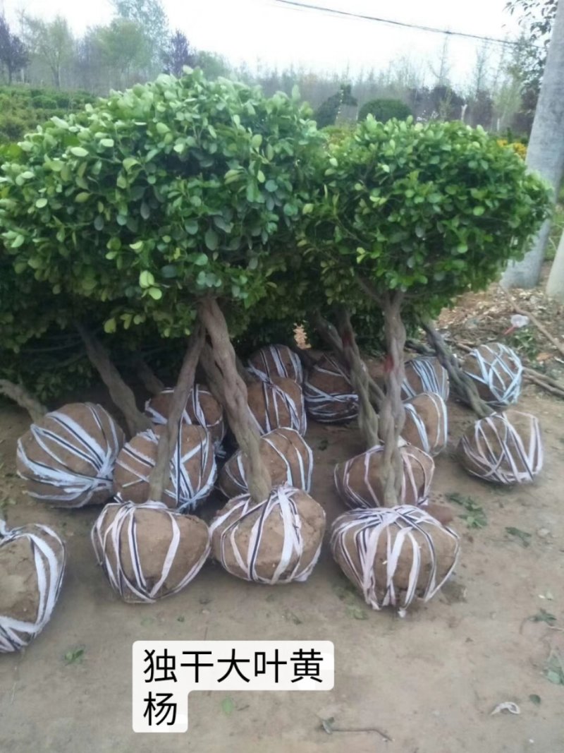 独干大叶黄杨球价格便宜，树形优美