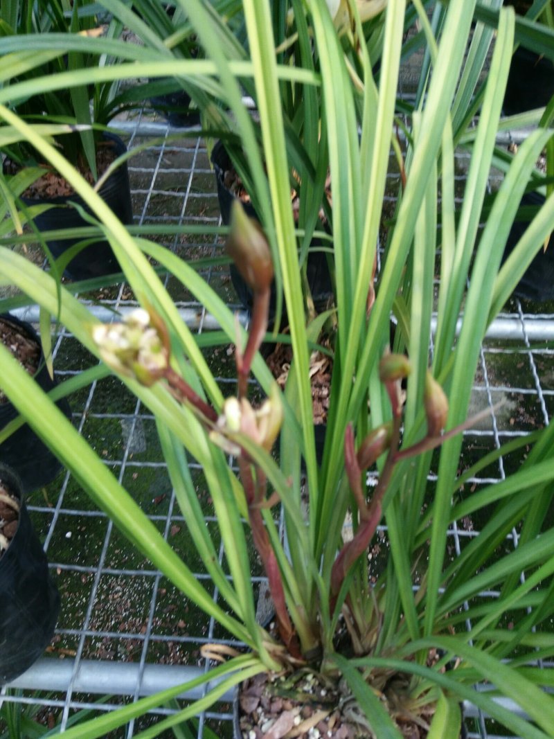 漂亮的兰花奇花