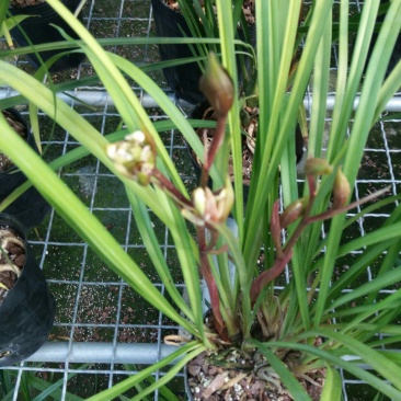漂亮的兰花奇花