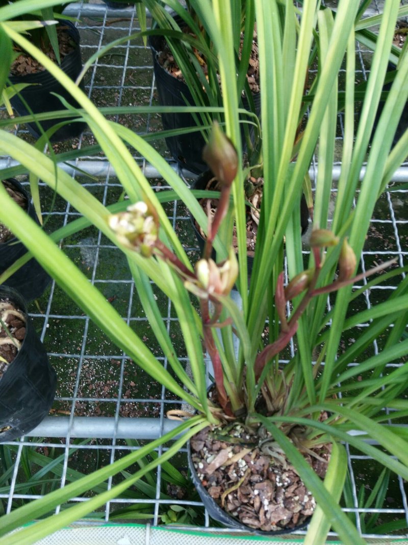 漂亮的兰花奇花