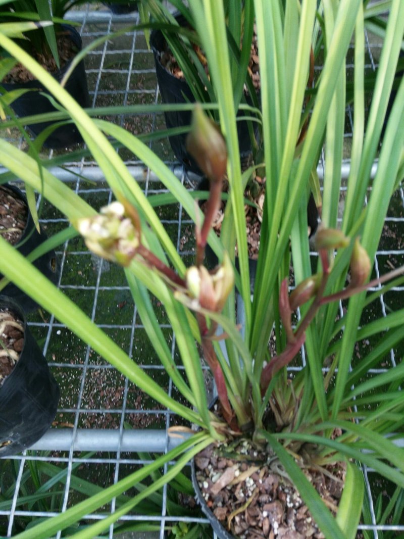 漂亮的兰花奇花
