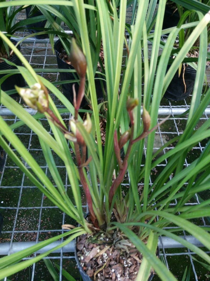 漂亮的兰花奇花