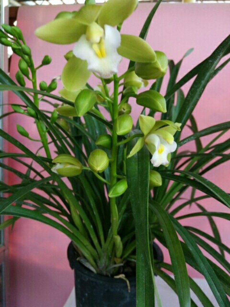 漂亮的兰花
