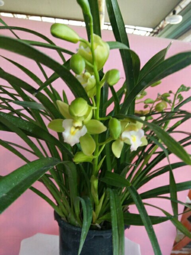 漂亮的兰花