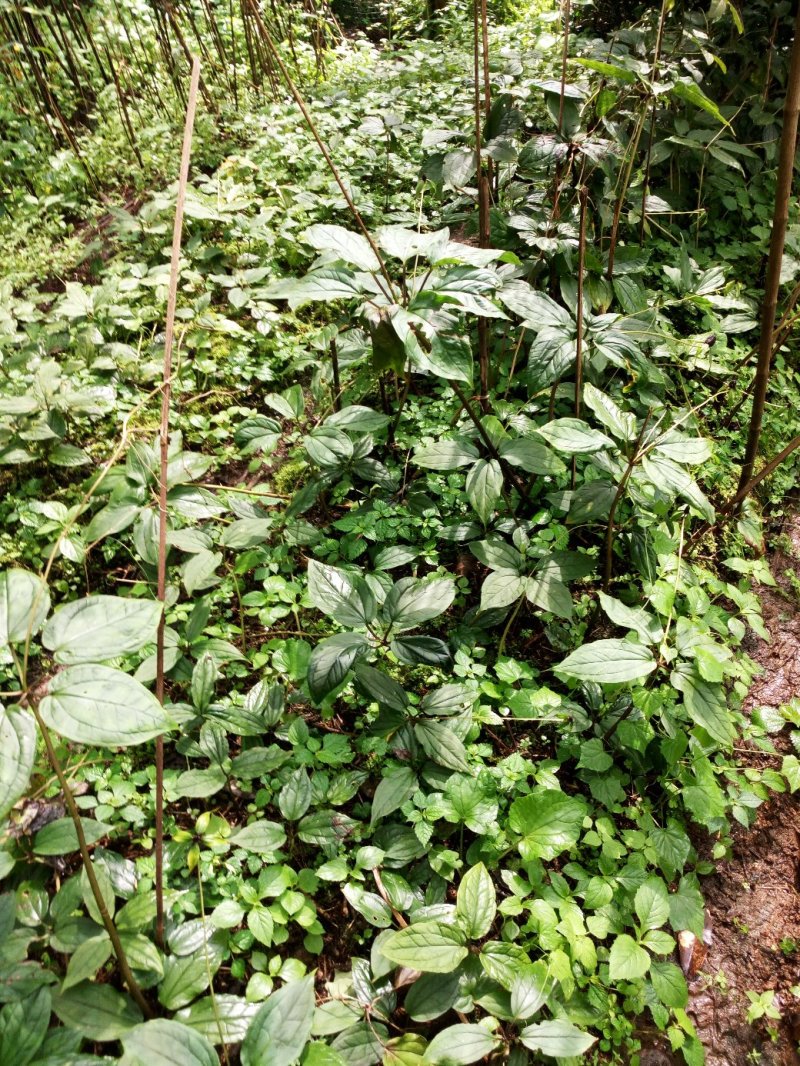 《黑花重楼球药隔》，支持上门看货在下单。